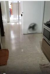 Suites @ Bukit Timah (D21), Apartment #613553551